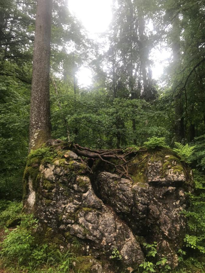 Ferienwohnung Morgentau Am Rande Der Wildnis Sibratsgfall Luaran gambar